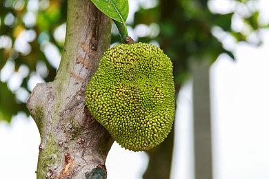 TGA历年年度游戏得主汇总 2024年会是黑神话吗？